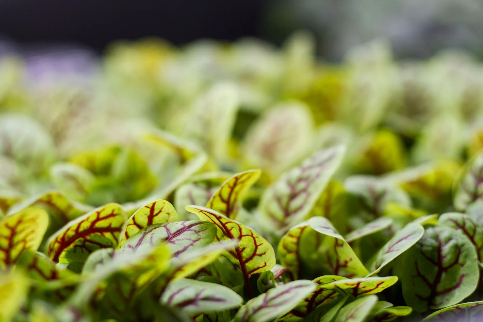 Nasturcja