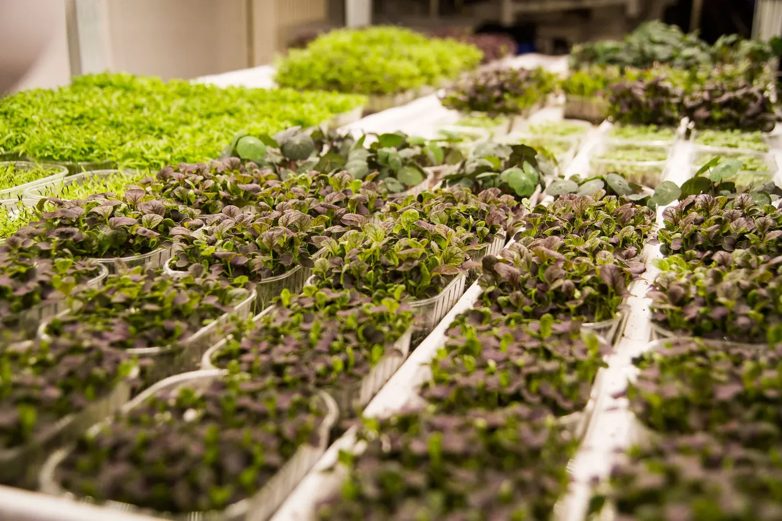 Kale F1